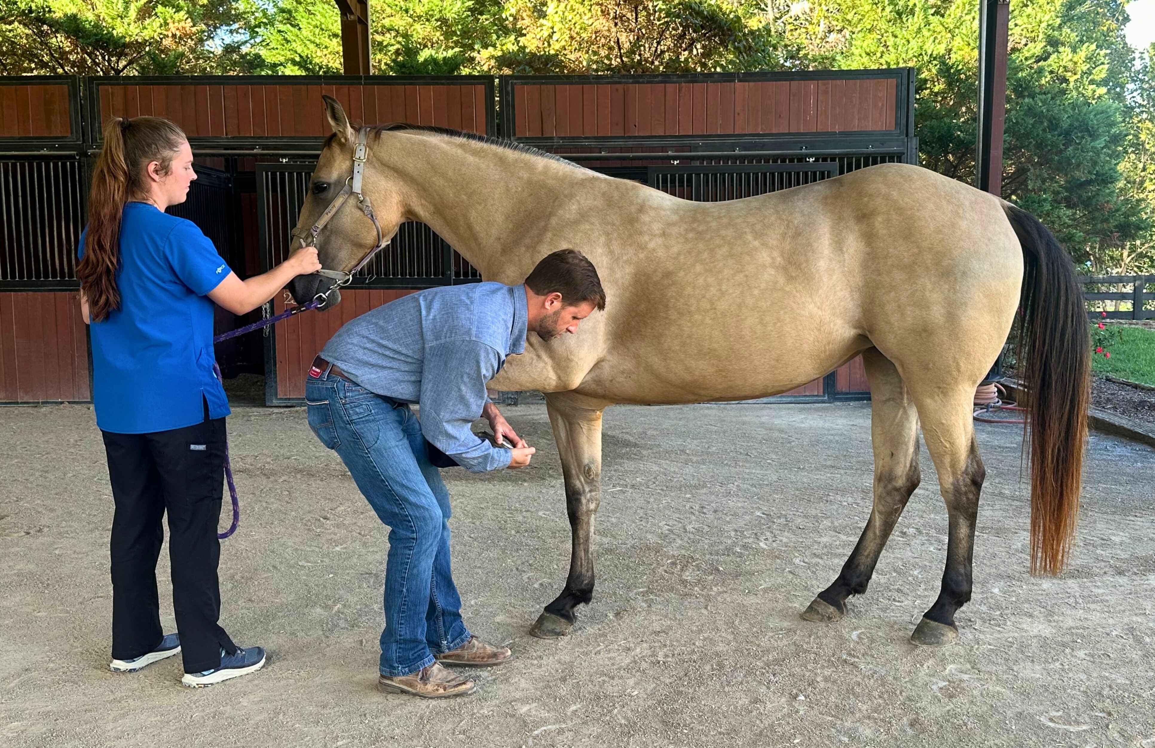 TN Equine Hospital