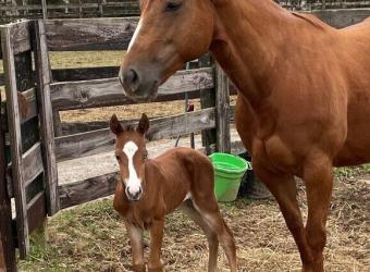Are You Ready for the 2021 Breeding Season