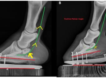 Podiatry