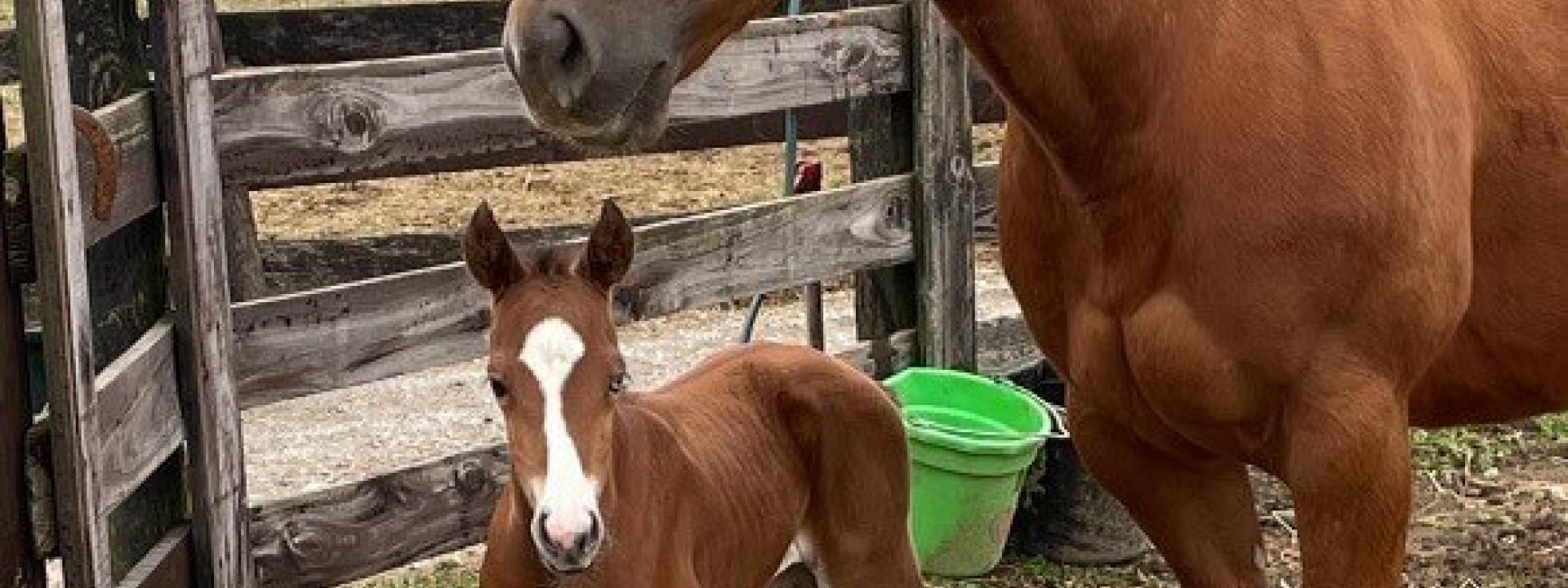 Mare and foal