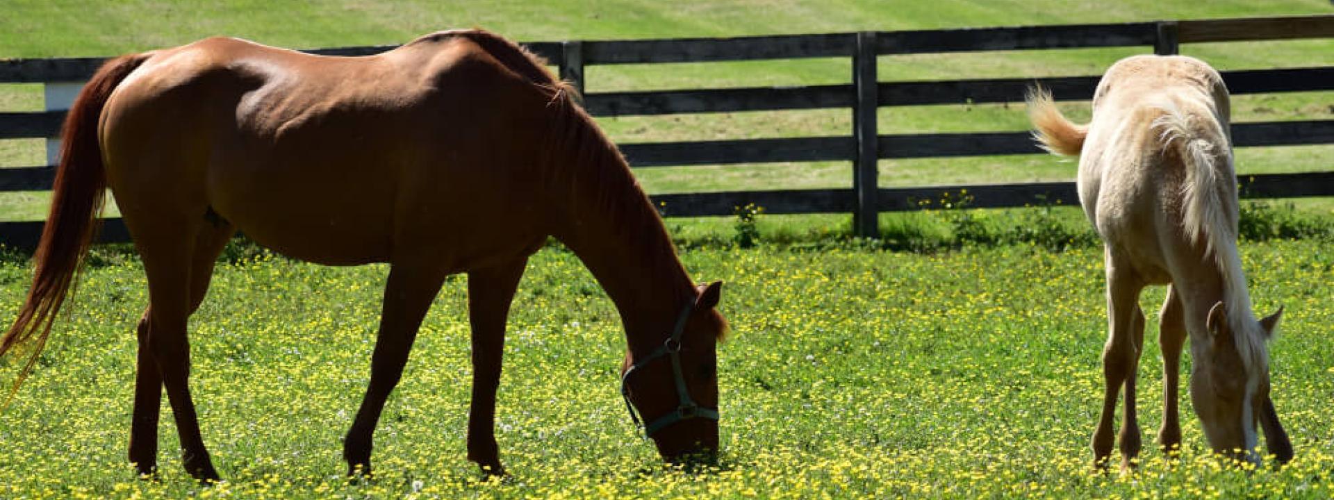 reproductive services for horses